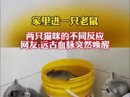 Download Video: 家里进一只老鼠，两只猫咪的不同反应，网友:远古血脉突然唤醒。