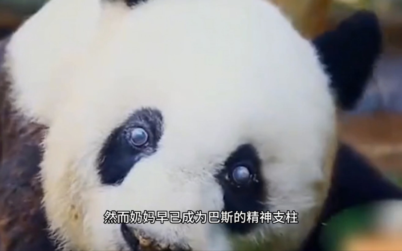 还记得唯一一只可以称得上传奇的大熊猫"巴斯"吗