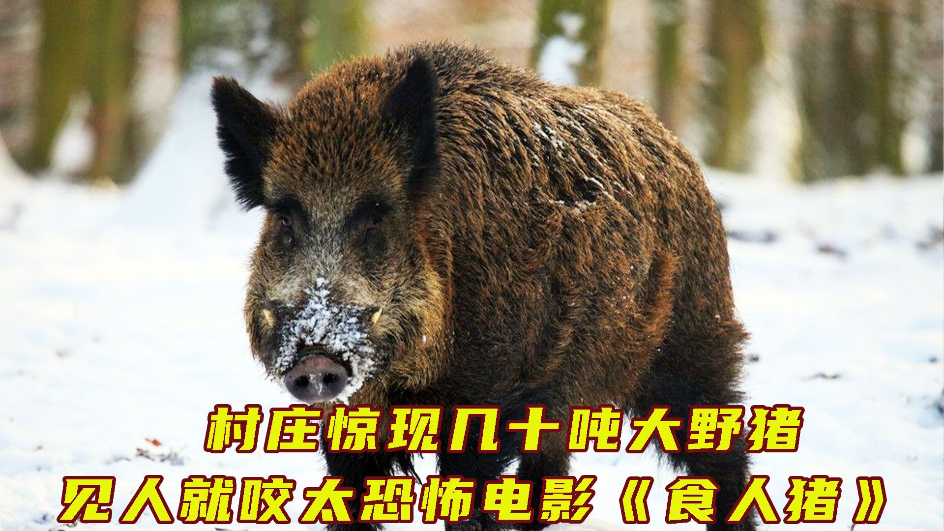 [图]完整 电影《食人猪》 村庄惊现几十吨大野猪，见人就咬太恐怖！