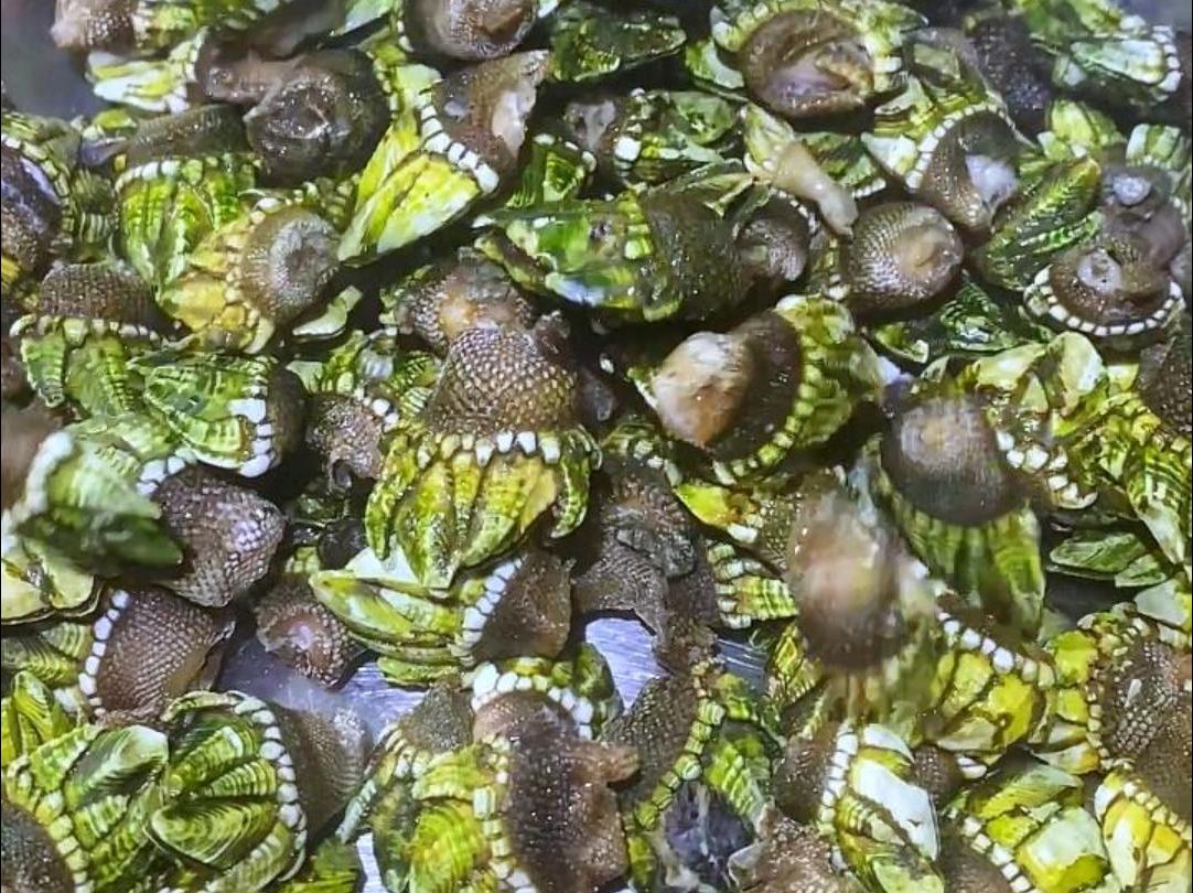 估计80%的人没有吃过这种海鲜