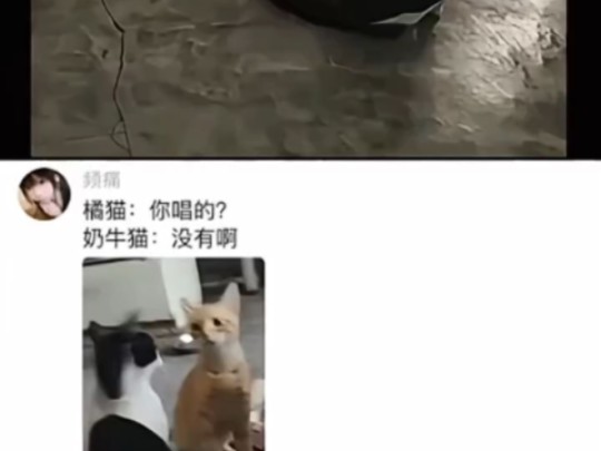 这三只小猫有一种很帅的感觉哔哩哔哩bilibili