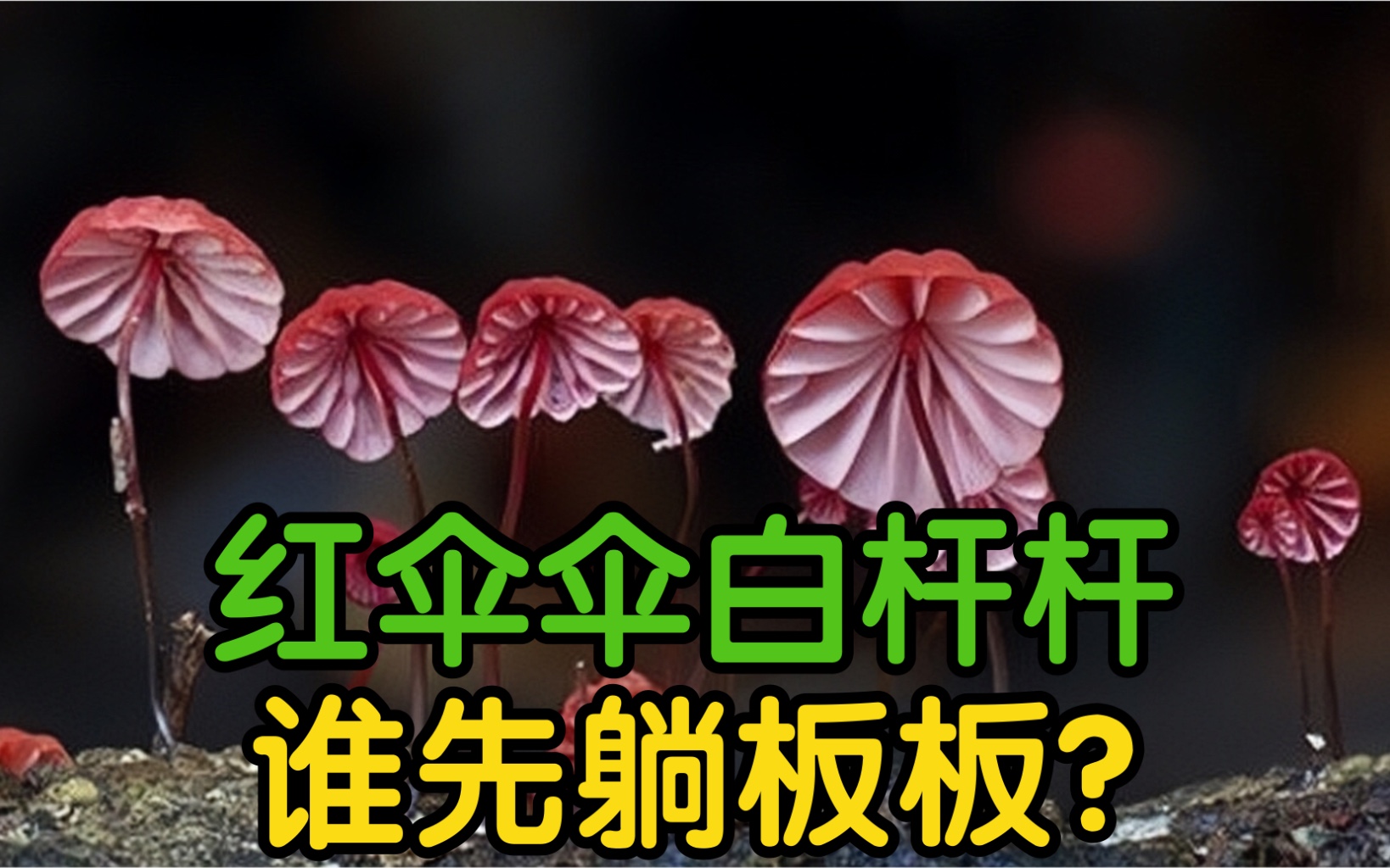 魔性神曲《红伞伞白杆杆》原来是一首预言歌,谁先躺板板?哔哩哔哩bilibili