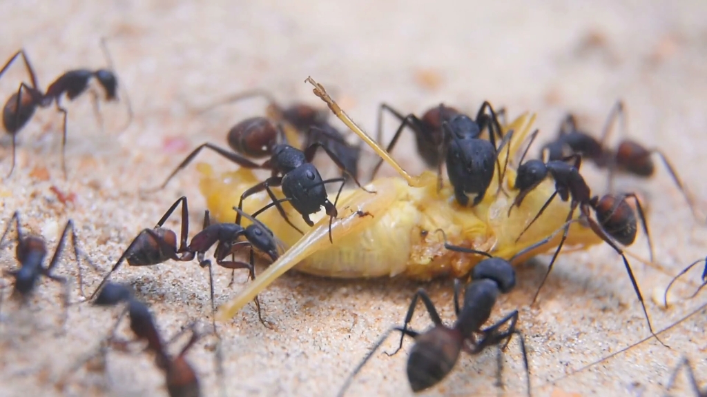 【转载】血斑弓背蚁camponotus cruentatus工蚁啃食虫子_哔哩哔哩