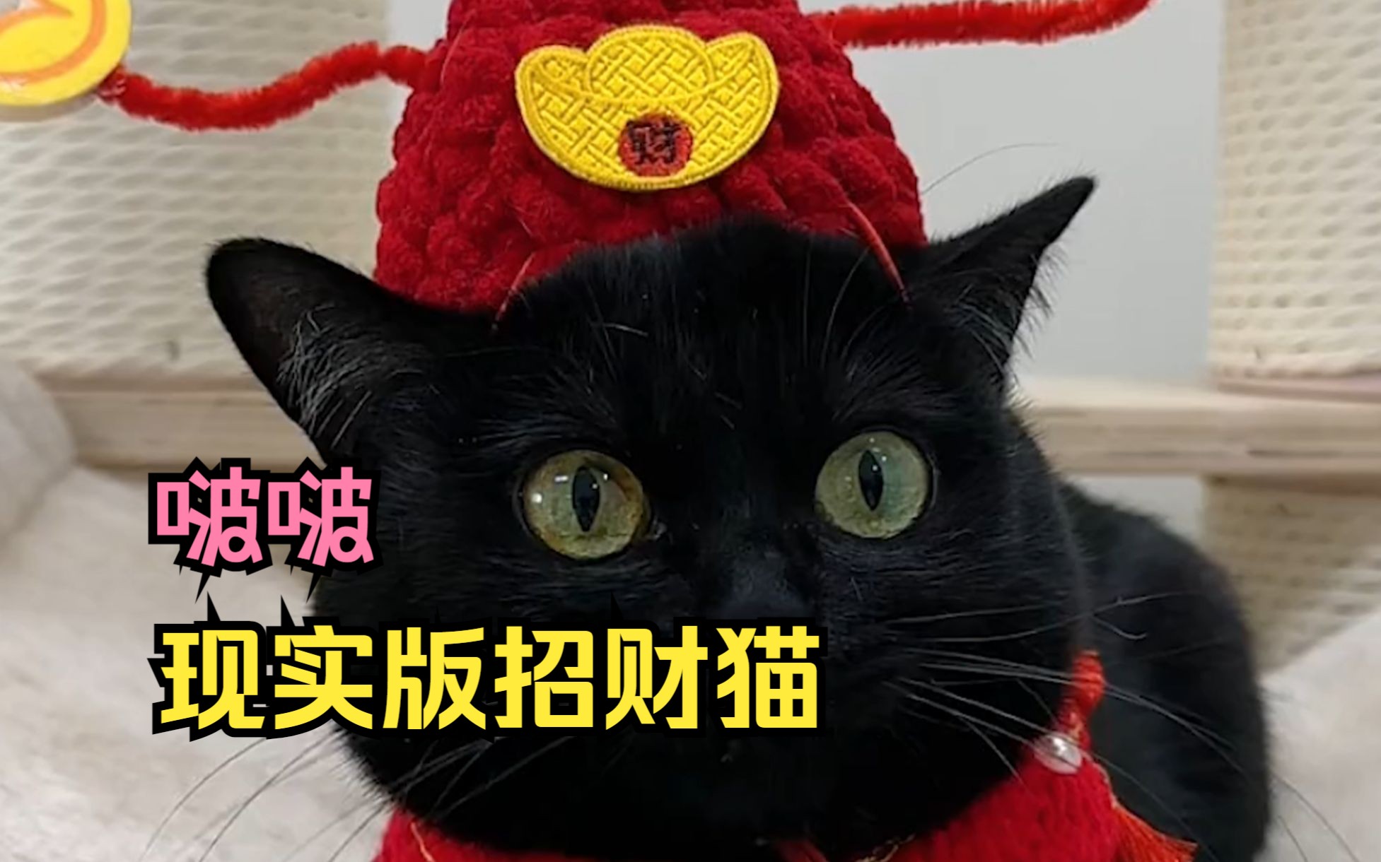 现实版的招财猫,啵啵!自带锦鲤体质,比许愿池的王八还灵