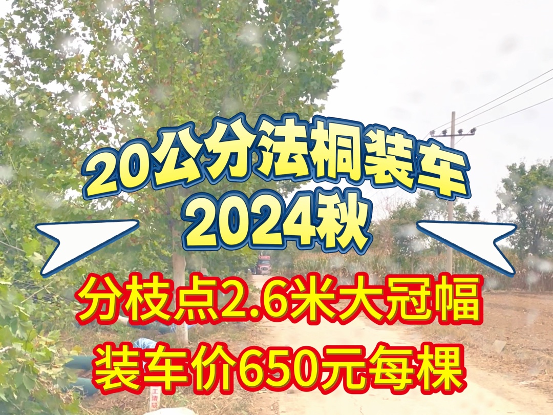 2024年秋季20公分法桐价格,保定法桐产地最新报价哔哩哔哩bilibili