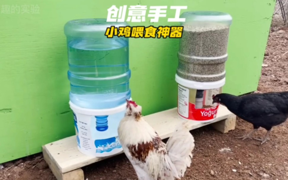 养鸡人士的福音来了.牛人自制家禽自动喂食神器,太棒了.