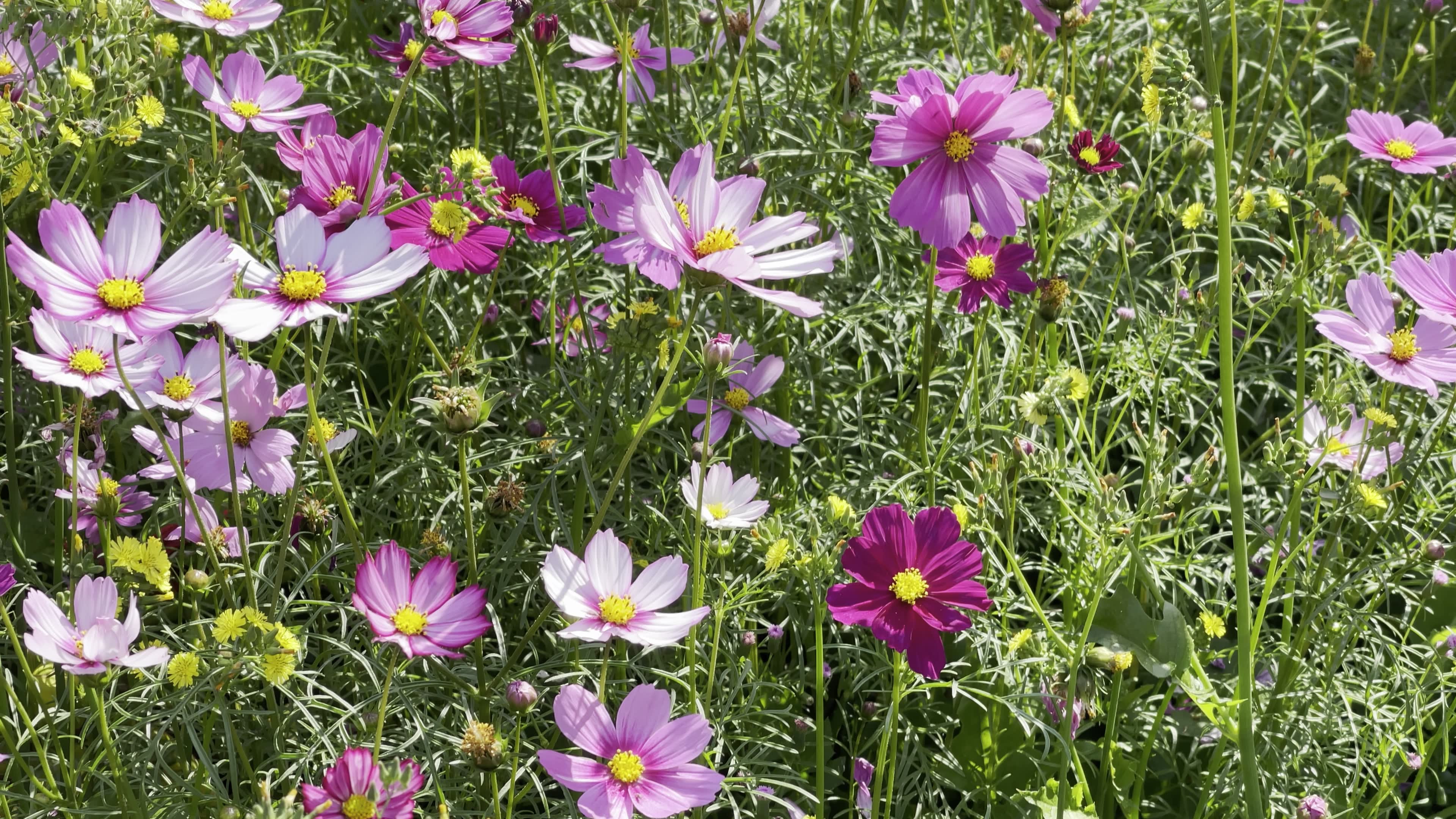 iphone12 pro max 4k hdr 东山花朵