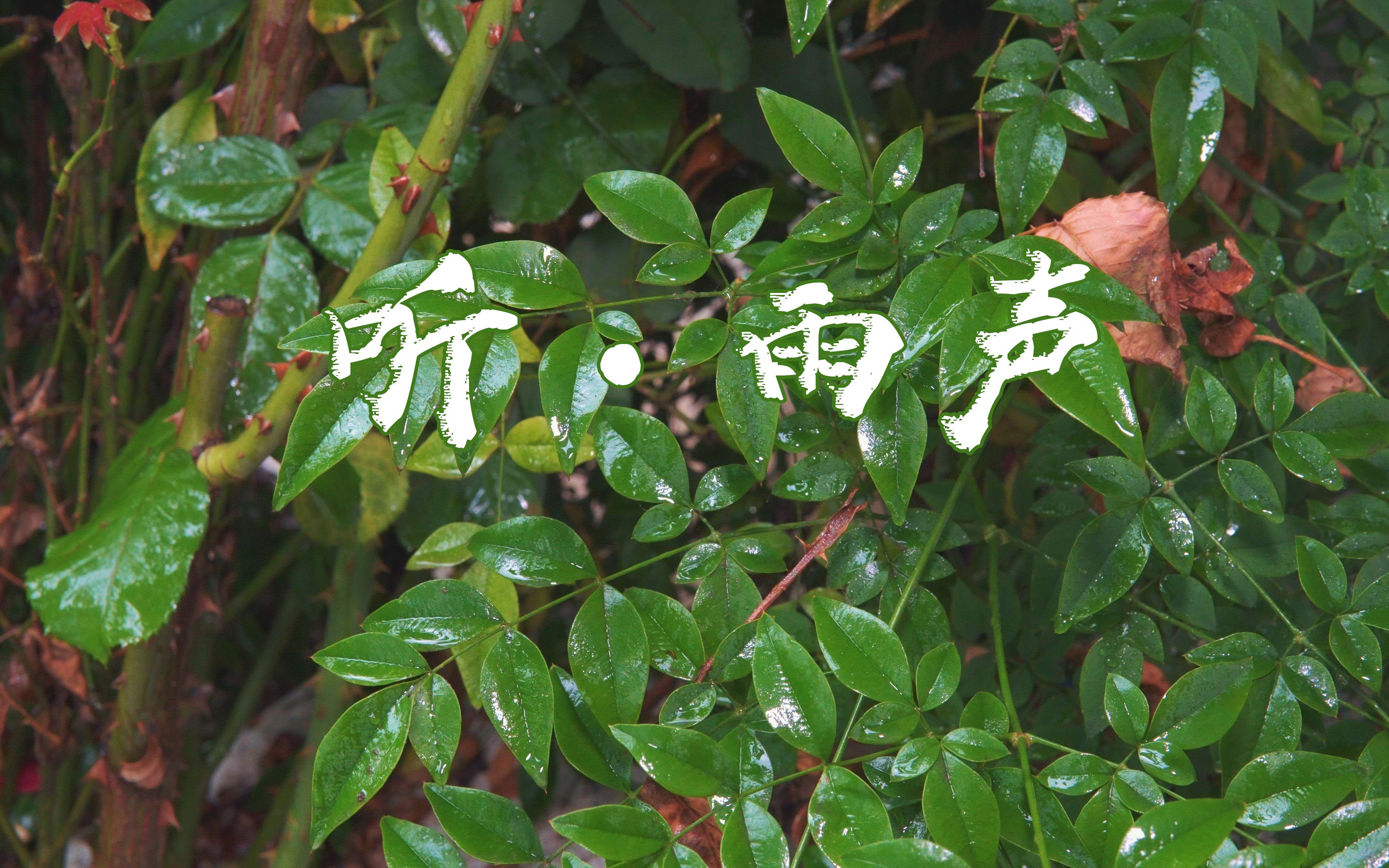 看着外面的雨,听着滴滴答答的雨声,好不惬意