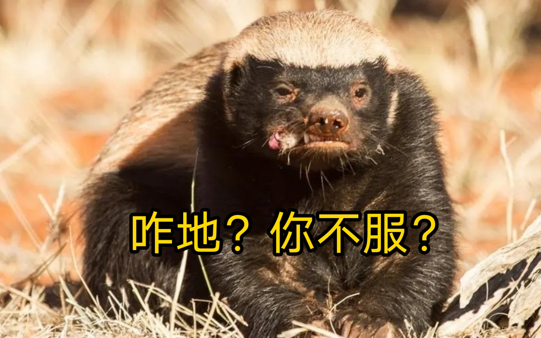 蜜獾:"咋地?你不服?