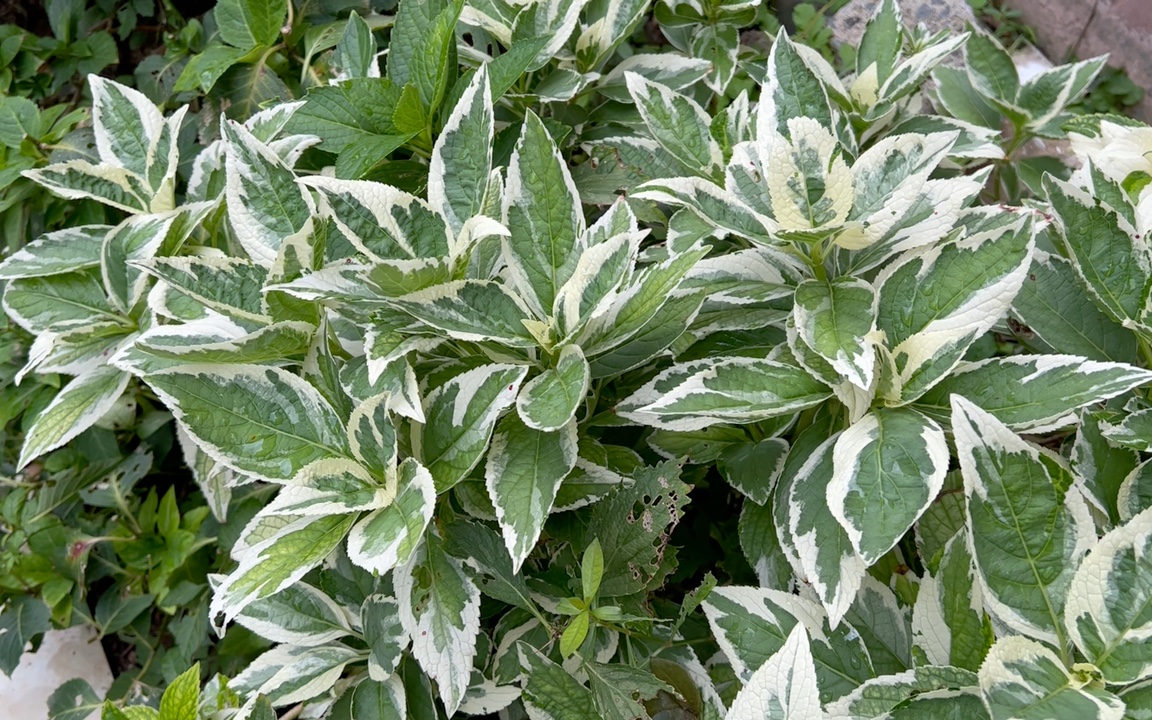 品种介绍|观叶观花两相宜的银边绣球