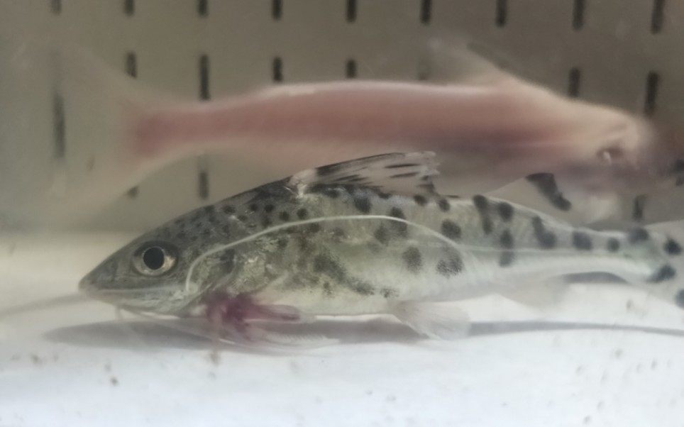 平口油鲶真的是把回血能力拉满了啊,左胸鳍居然长回来了!