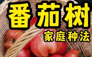 Download Video: 番茄树的家庭种法，土培番茄树种植要点。11月份定植。高度大概35厘米土壤是采用的全部的堆肥土，而且堆肥里面加入了大量的鱼肠和烂水果（保证磷钾肥）