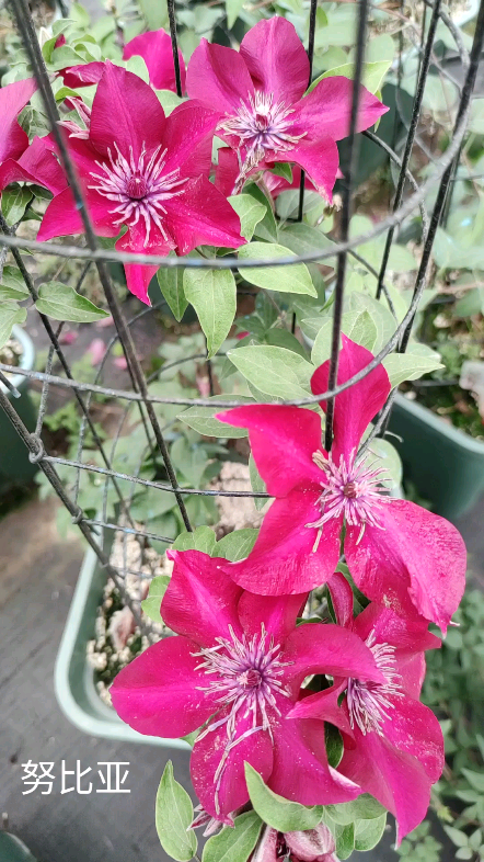 铁线莲品种: 努比亚,深红色的花,花直径