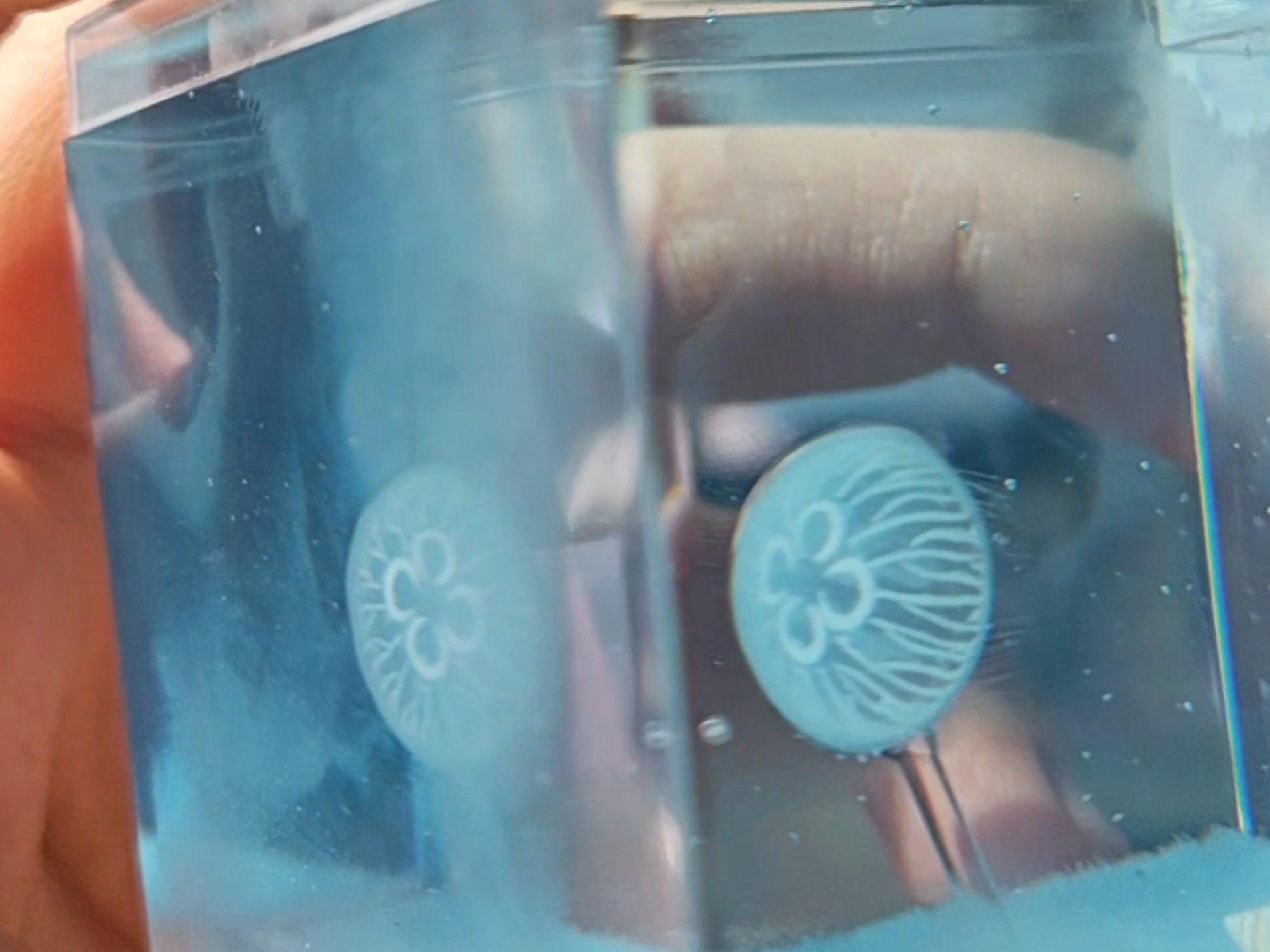 海月水母滴胶饲养盒展示