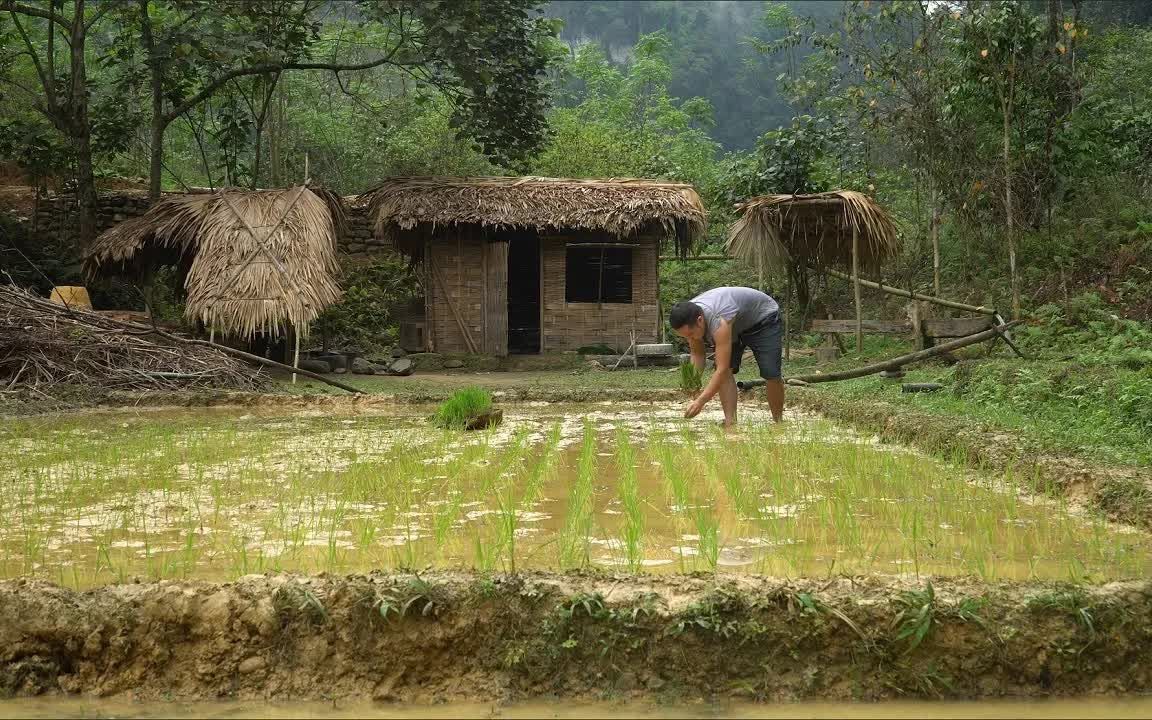 EP103 补发 荒野求生 贵族哥开荒辟土,培育水稻苗,种植水稻哔哩哔哩bilibili