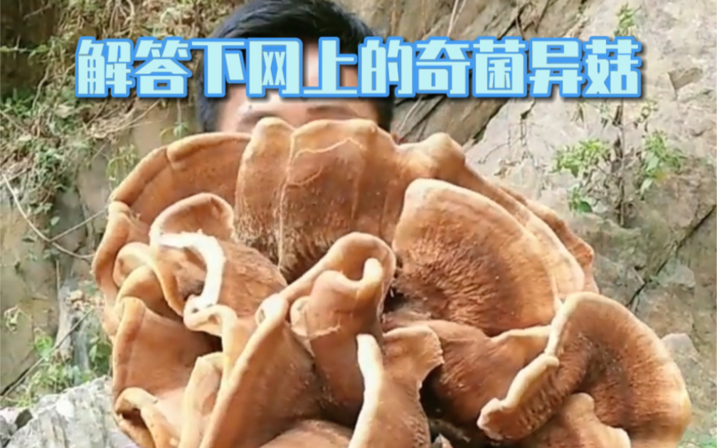 像盛开的花一样的多孔菌~花圆瘤孢多孔菌哔哩哔哩bilibili