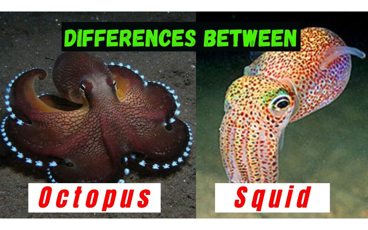 [图]What are The Similarities and Differences Between Squids and Octopuses