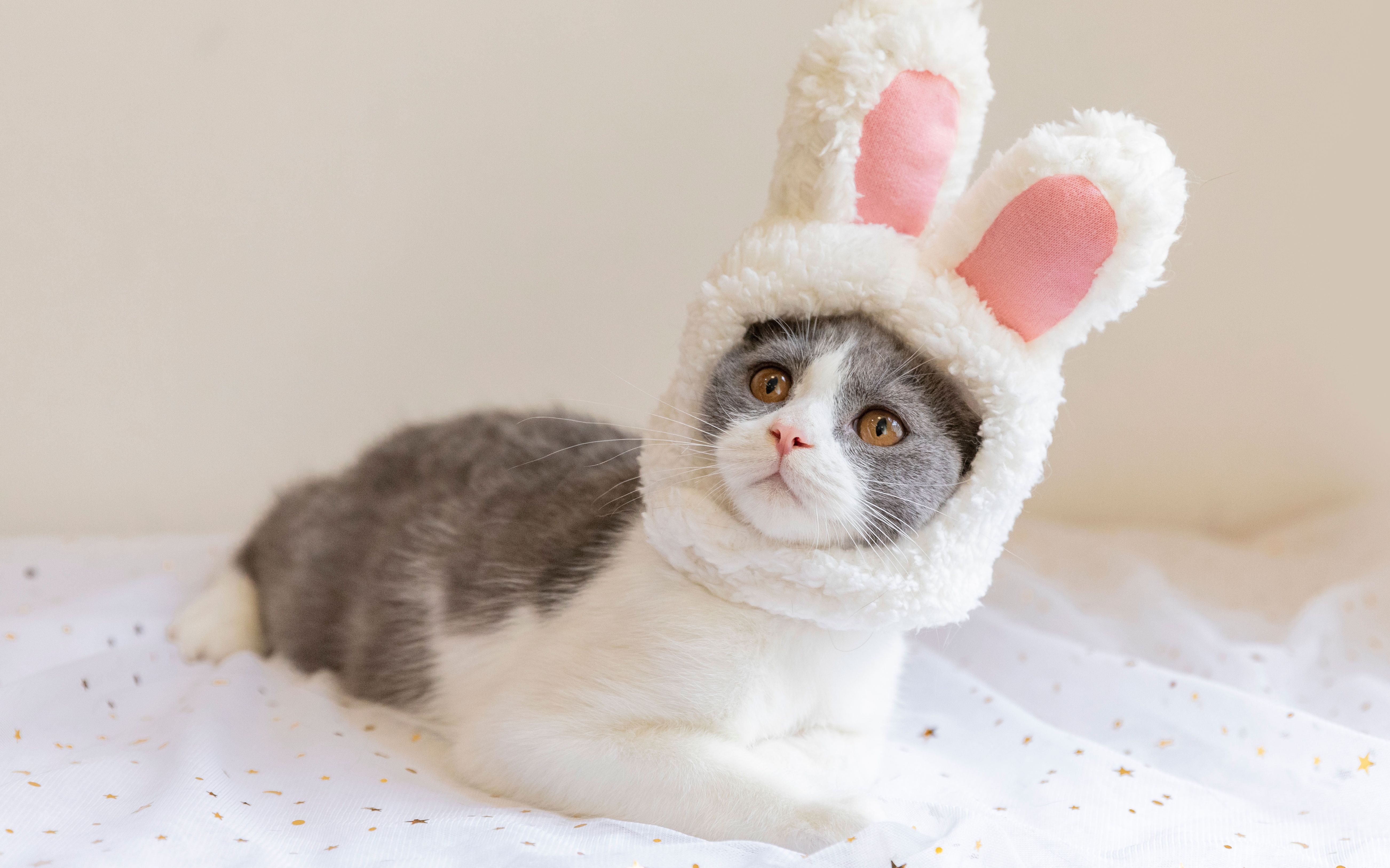 兔子和猫的恩爱日常