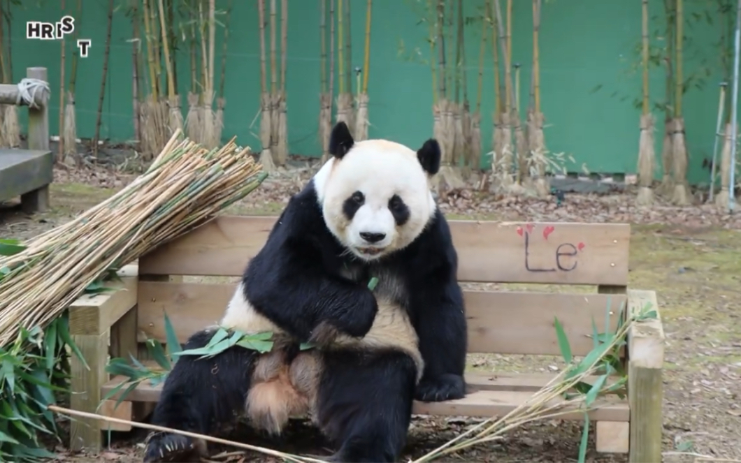 大熊猫园欣 防止有人怀疑我是工作人员假扮的 我还是坐地上吧 230303