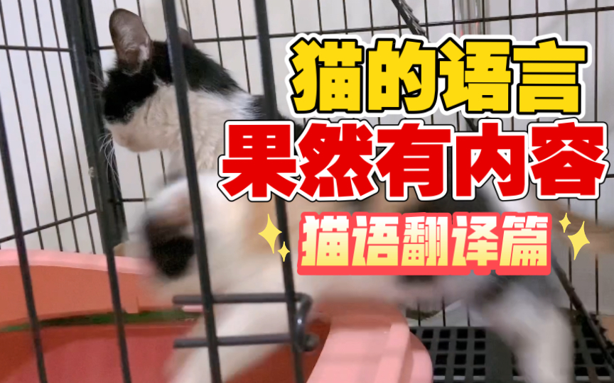 猫语翻译!哔哩哔哩bilibili