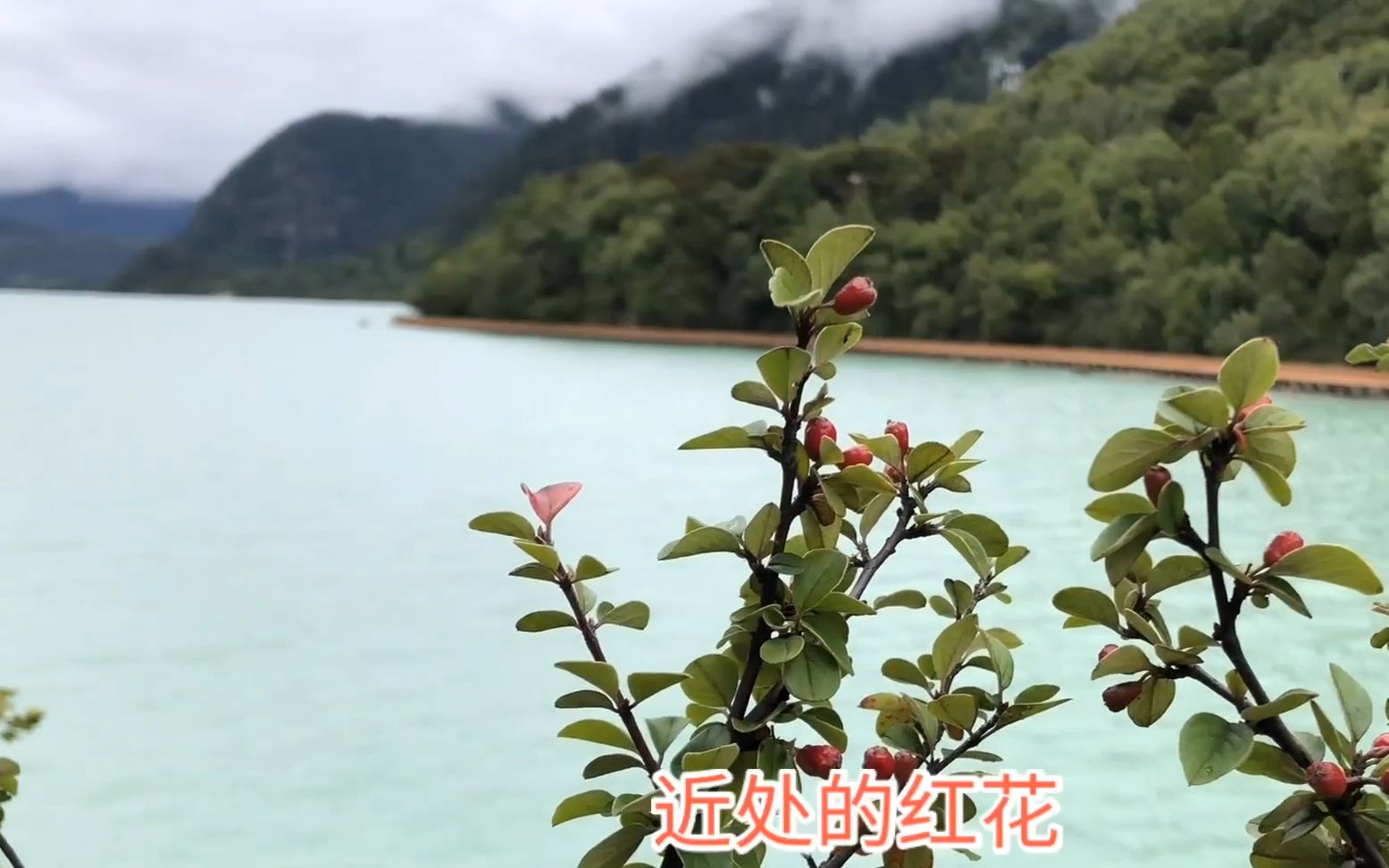 西藏林芝——雪域天堂美景巴松措,被世界旅游组织列入世界旅游景区哔哩哔哩bilibili