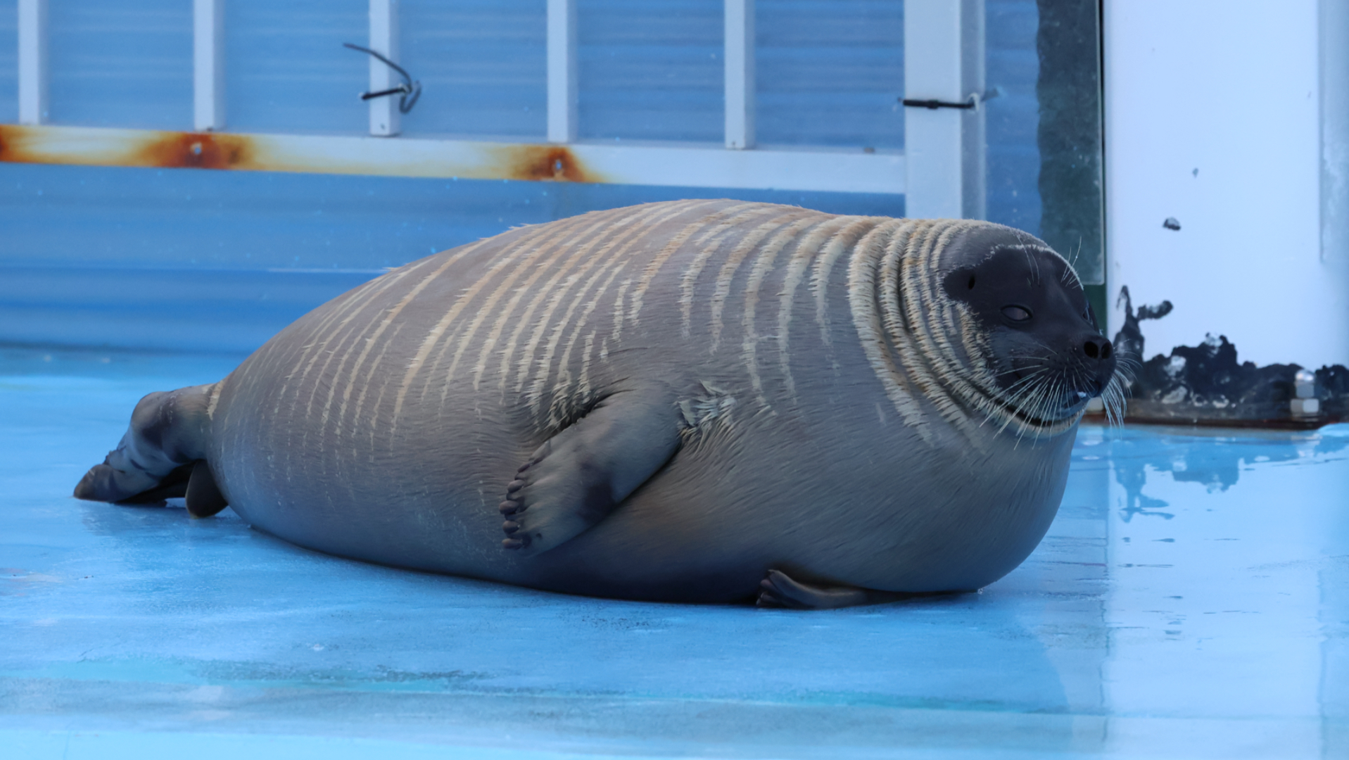 爬上岸mumu叫的海豹宝宝小月