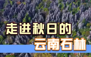 下载视频: 山水中国·秋 | 走进秋日的云南石林 感受石峰间的奇秀风景