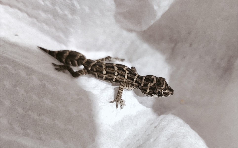 蝰蛇守宫(松尾守宫)开箱视频!_哔哩哔哩_bilibili