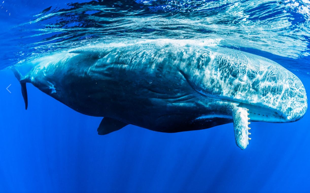 雄性抹香鲸之间的搏斗撕咬和撞击