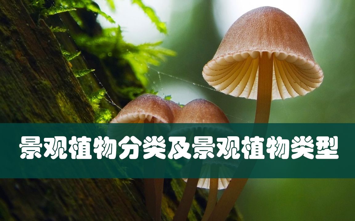 景观植物分类及景观植物类型哔哩哔哩bilibili