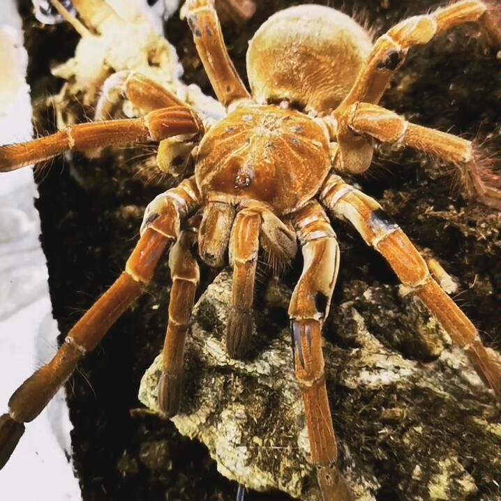 超大的一只ts亚马逊巨人捕鸟蛛!