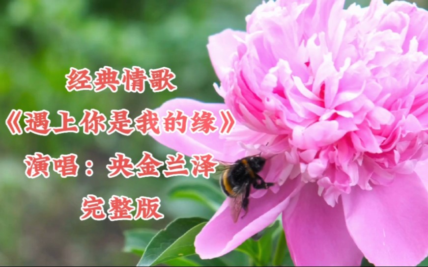 经典情歌《遇上你是我的缘》 演唱:央金兰泽 完整版