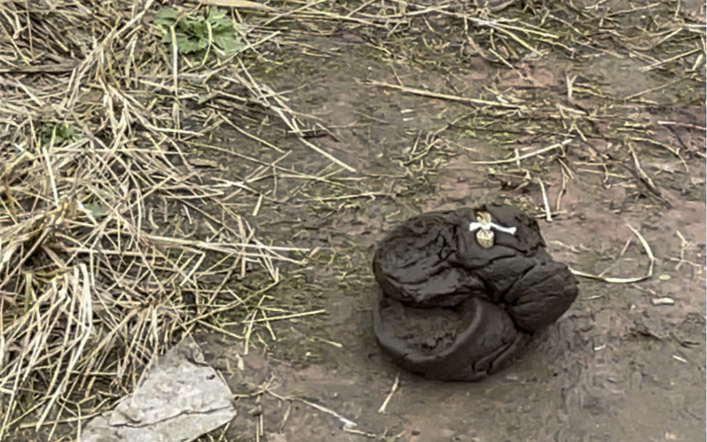 过年给大伙炸个牛粪助兴