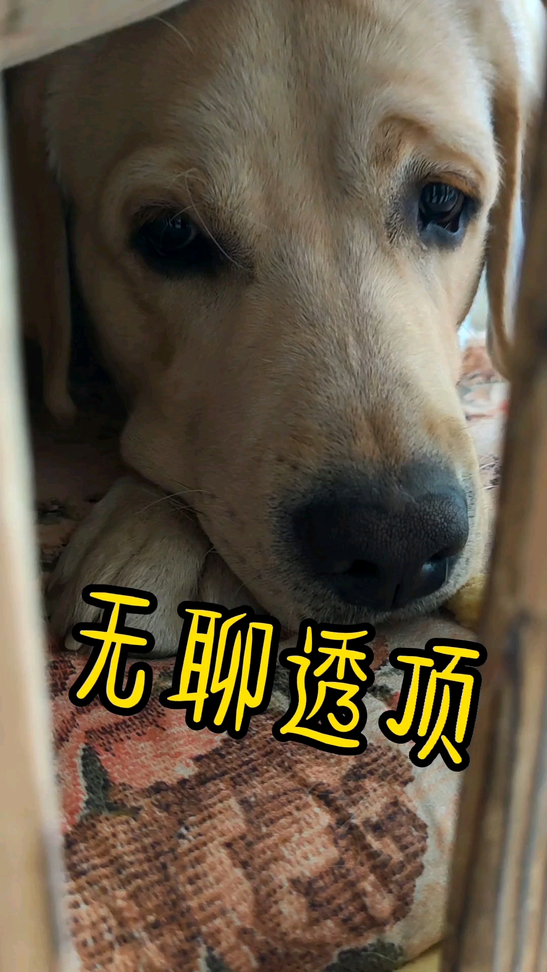 雪糕这一天天的,实在是无聊透顶 #拉布拉多 #毛孩子 #萌宠