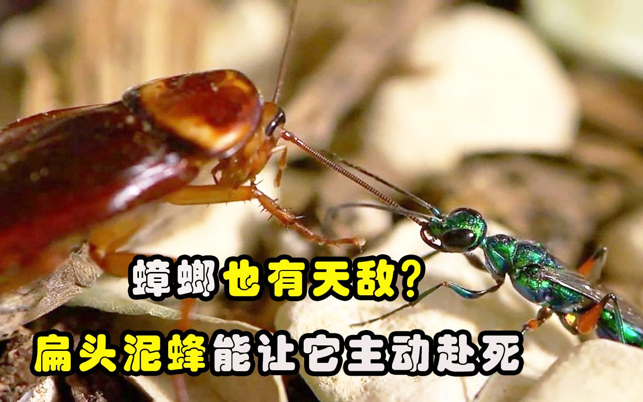 扁头泥蜂把蟑螂变成傀儡,让它主动赴死?_哔哩哔哩_bilibili
