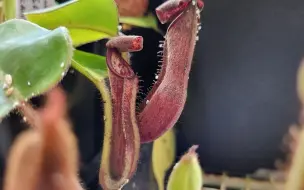 Tải video: 【冰箱搬运】窗台叔的马来西亚海淘开箱~📦 Massive Nepenthes Unboxing ✈ From Malesiana Tropicals 😍