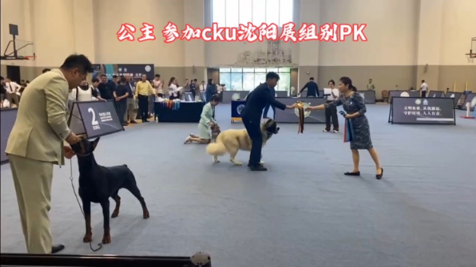 赛级高加索犬 新秀母犬公主,已经完成中国青年冠军登录,中国冠军登录