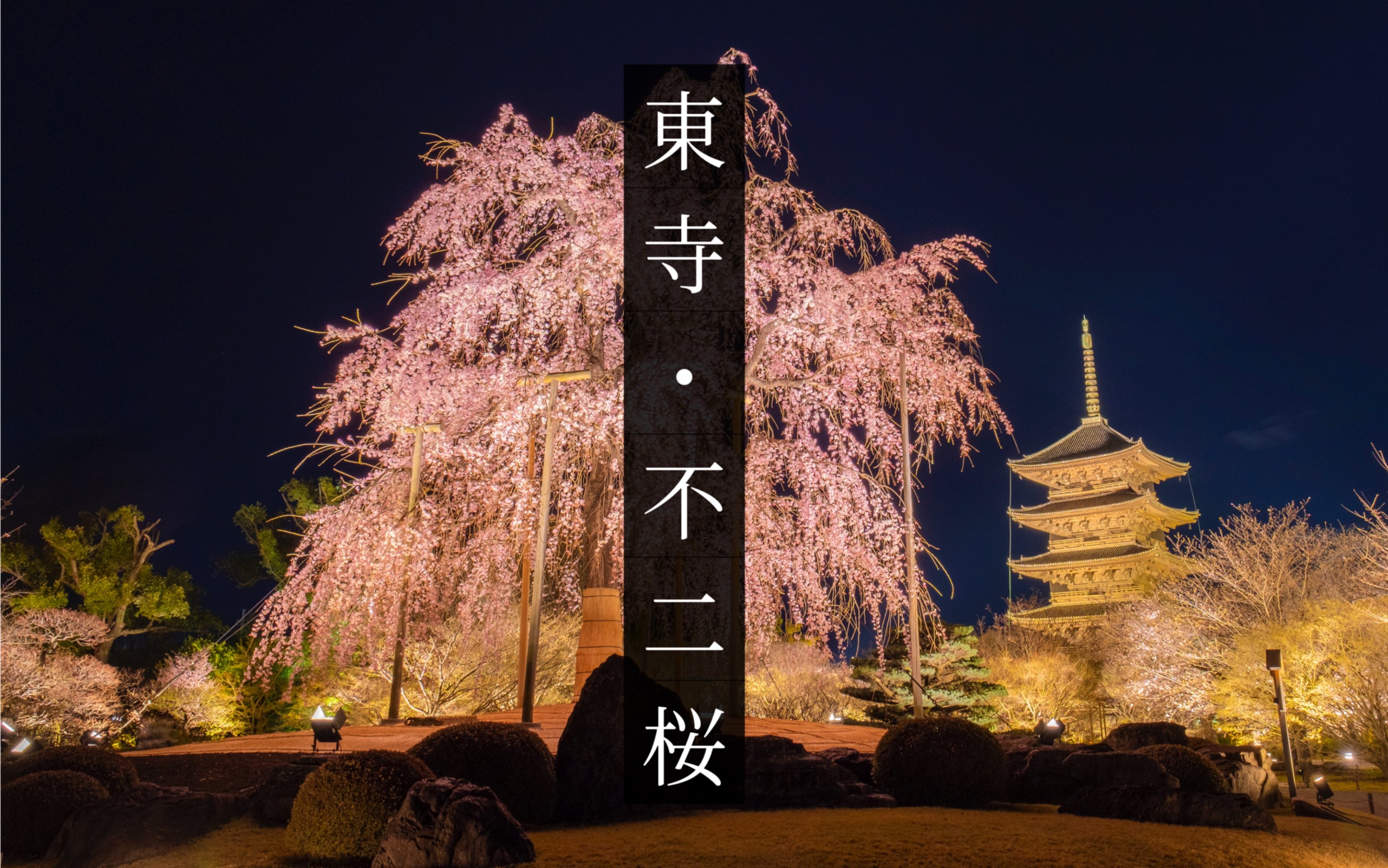 【京都夜桜】京都桜名所:东寺枝垂れ桜|开启樱花季节的旅程|找寻岛国最美的樱花树哔哩哔哩bilibili