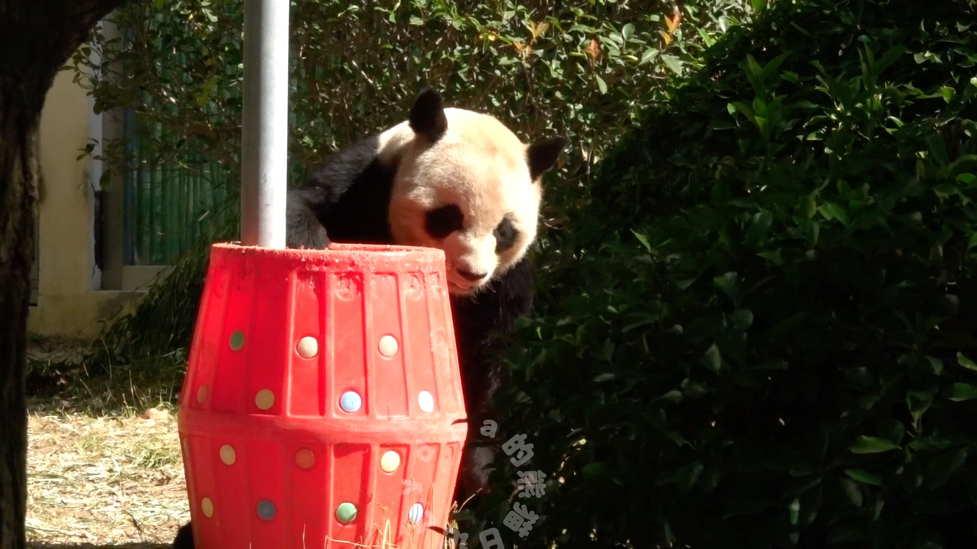 青岛动物园熊猫加餐