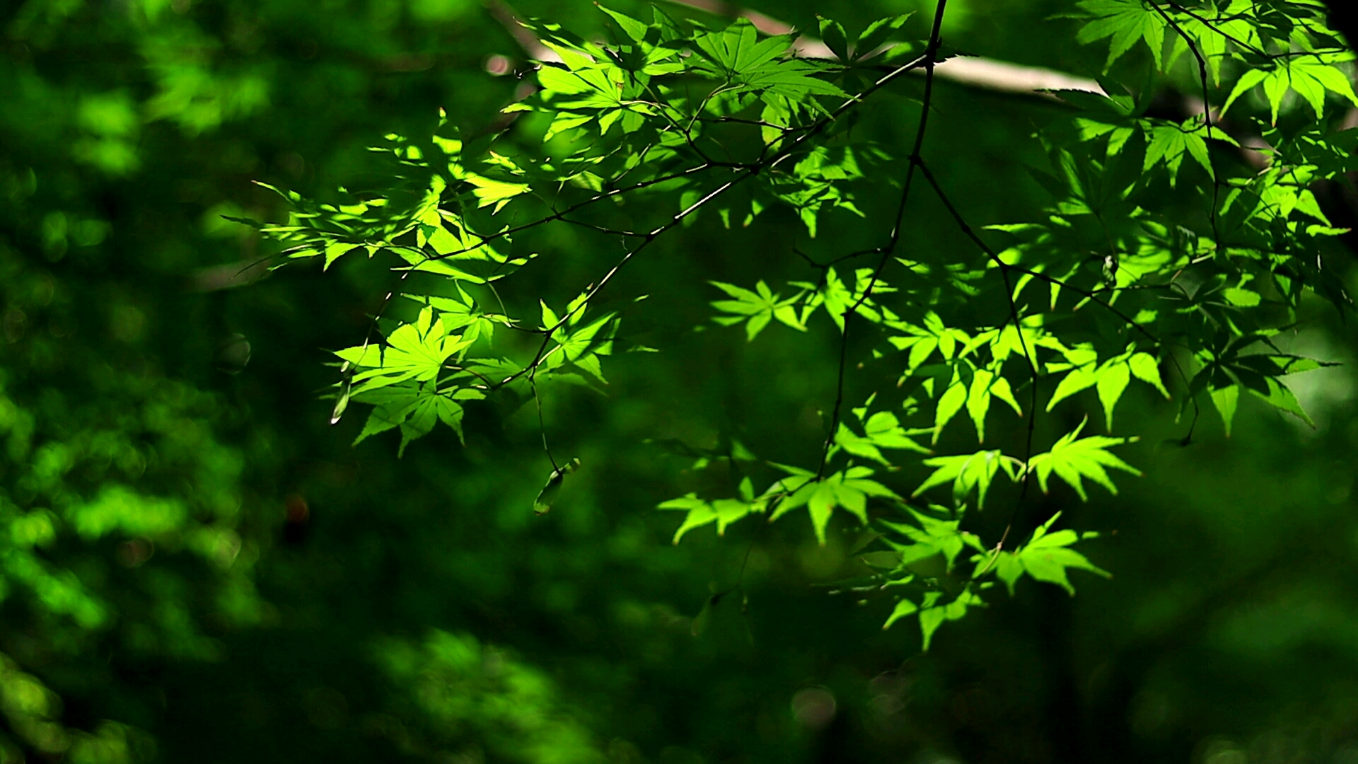 枫叶很美1080p60帧