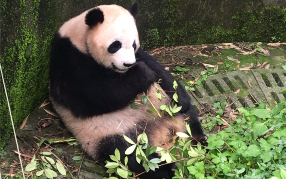 【大熊猫娅老大】九九年出生的老年熊了呢!还是那么奶!