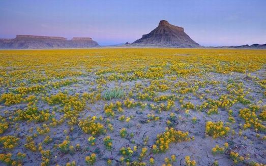 管乐作品沙漠之花desertflowerjerehutcheson