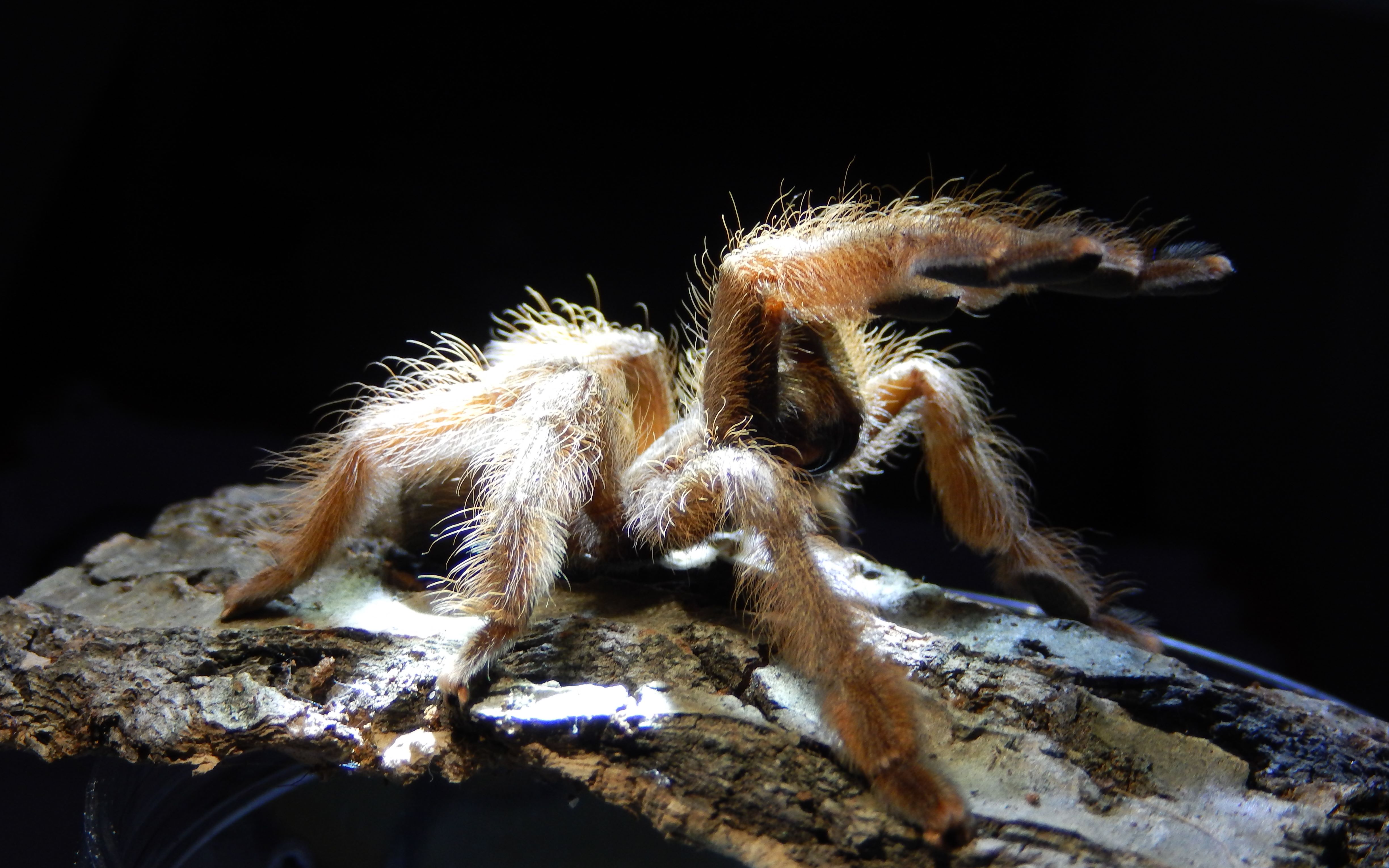 巴拿马黄金开箱视屏