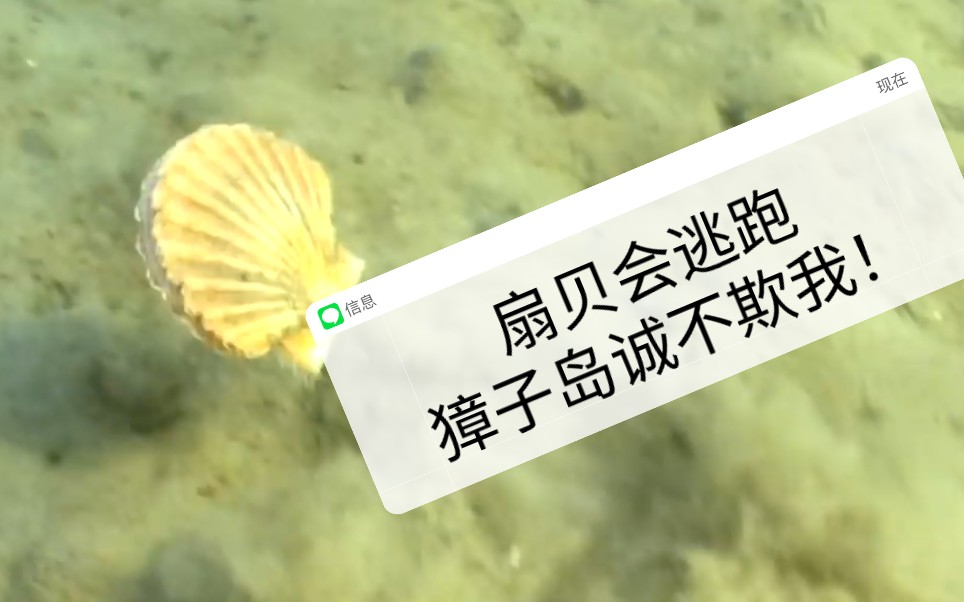 扇贝会逃跑 獐子岛诚不欺我!_哔哩哔哩_bilibili
