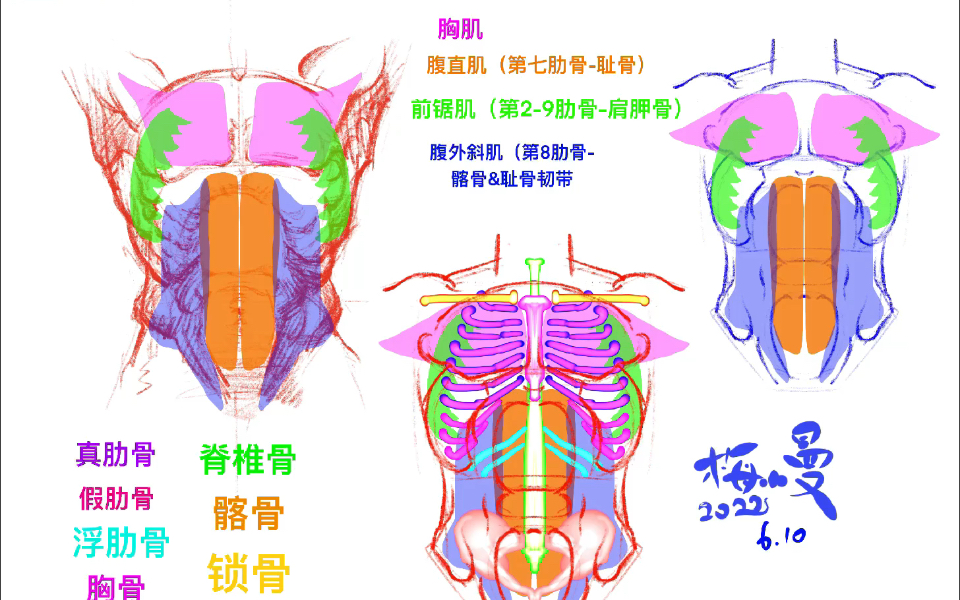 伯里曼人体解剖 每日一页 (干货躯干分析) DAY 37哔哩哔哩bilibili