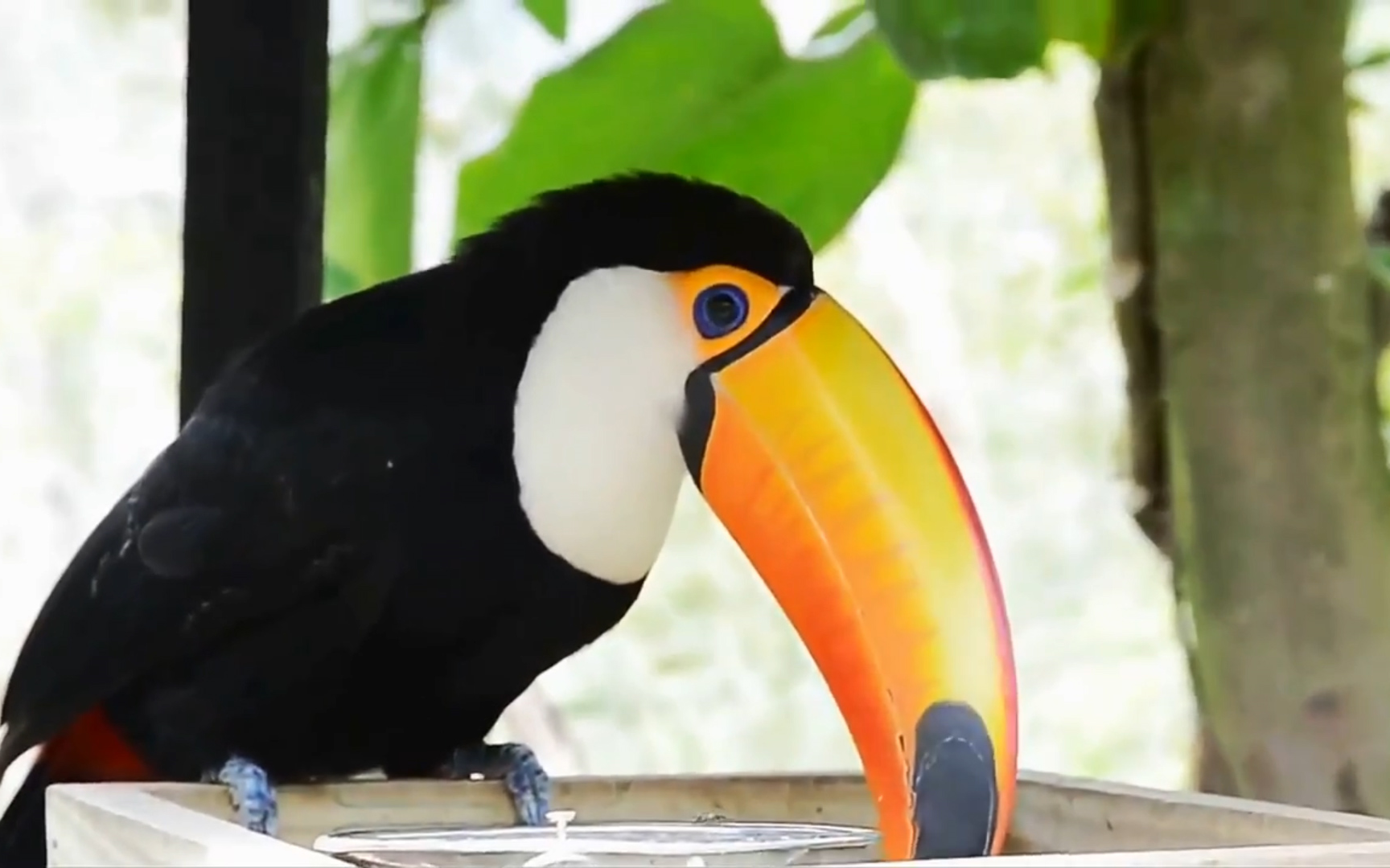 鸟类中的大嘴怪,嘴巴最漂亮,但心眼也最坏,在同类背后都使坏_哔哩哔哩