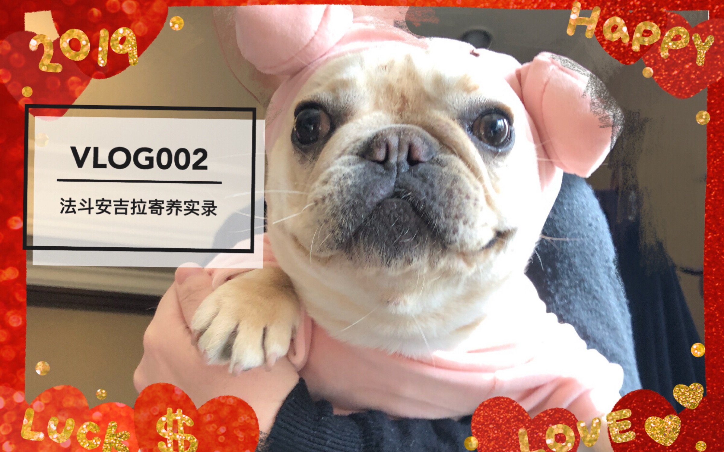 法斗小七喵法斗安吉拉寄养实录我与狗子的两周生活实体是猪蠢萌蠢萌