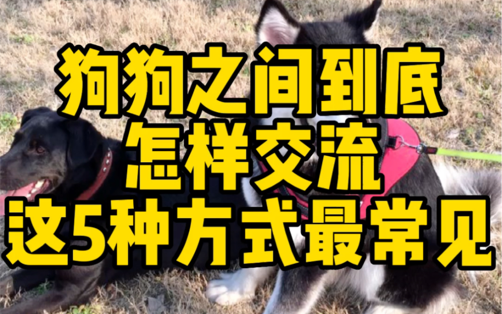 狗狗之间到底怎样交流?这5种方式最常见