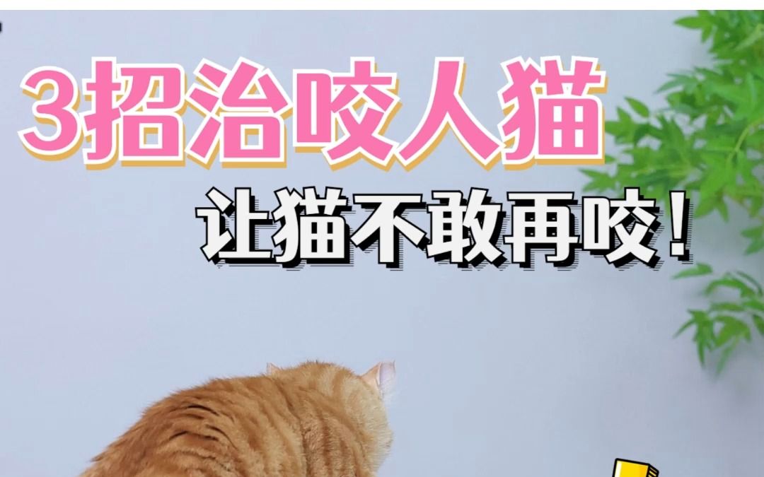 猫咪咬人就这样治它!哔哩哔哩bilibili