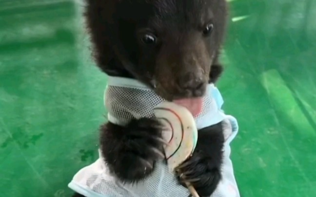 小黑熊吃棒棒糖吃的太香了